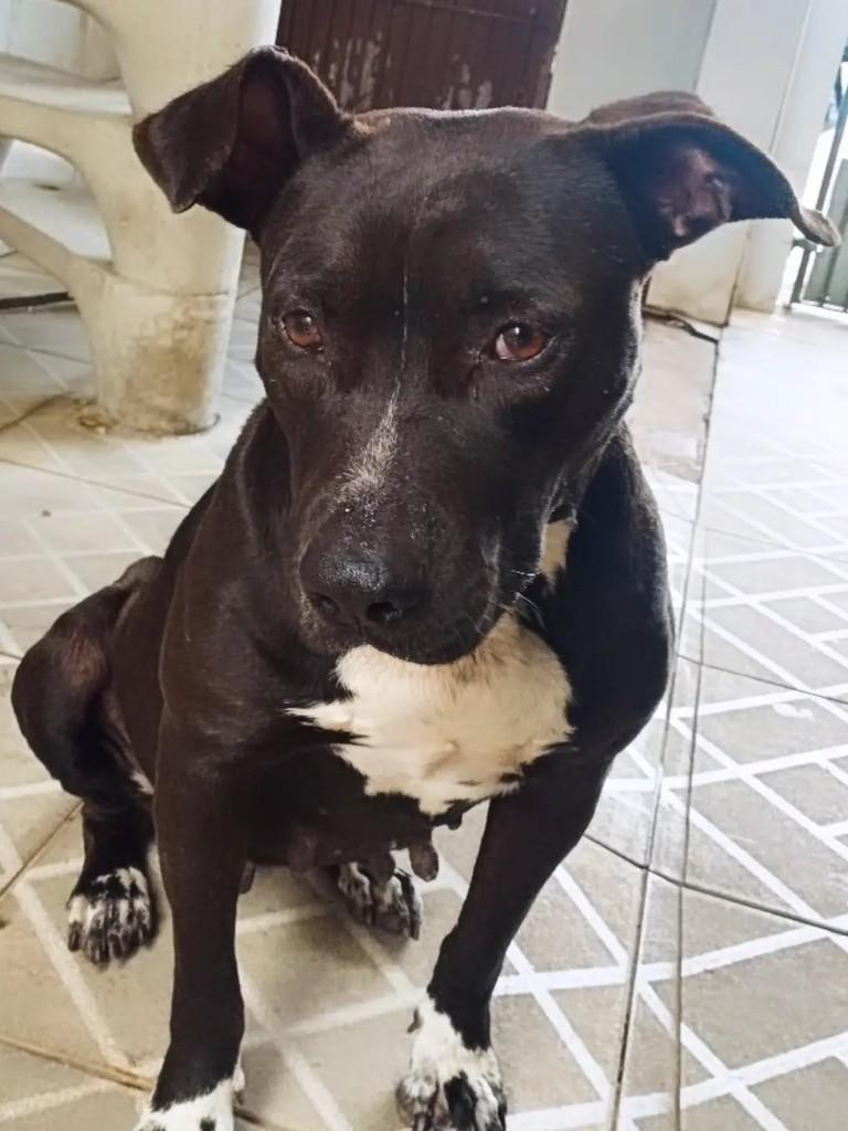 Pitti, cadela de porte médio para adoção em Suzano - SP