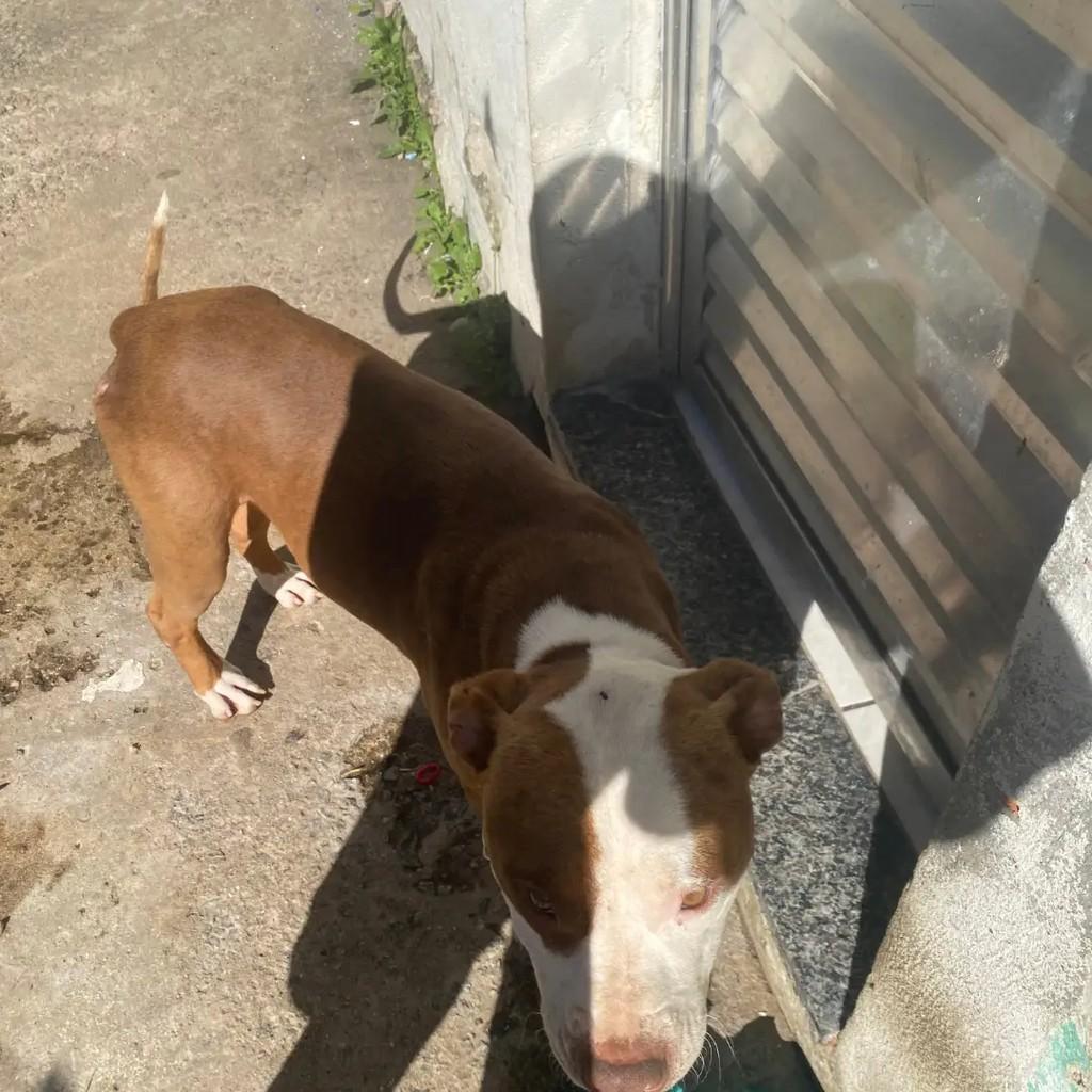 Coringa, cachorro de porte médio para adoção em Suzano - SP