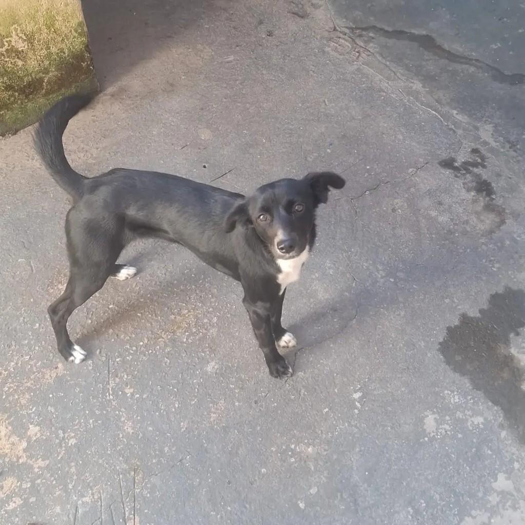 Skye, cadela de porte pequeno para adoção em Suzano - SP