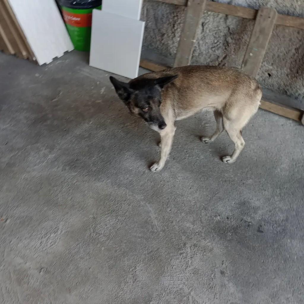 Boby, cachorro de porte médio para adoção em Suzano - SP