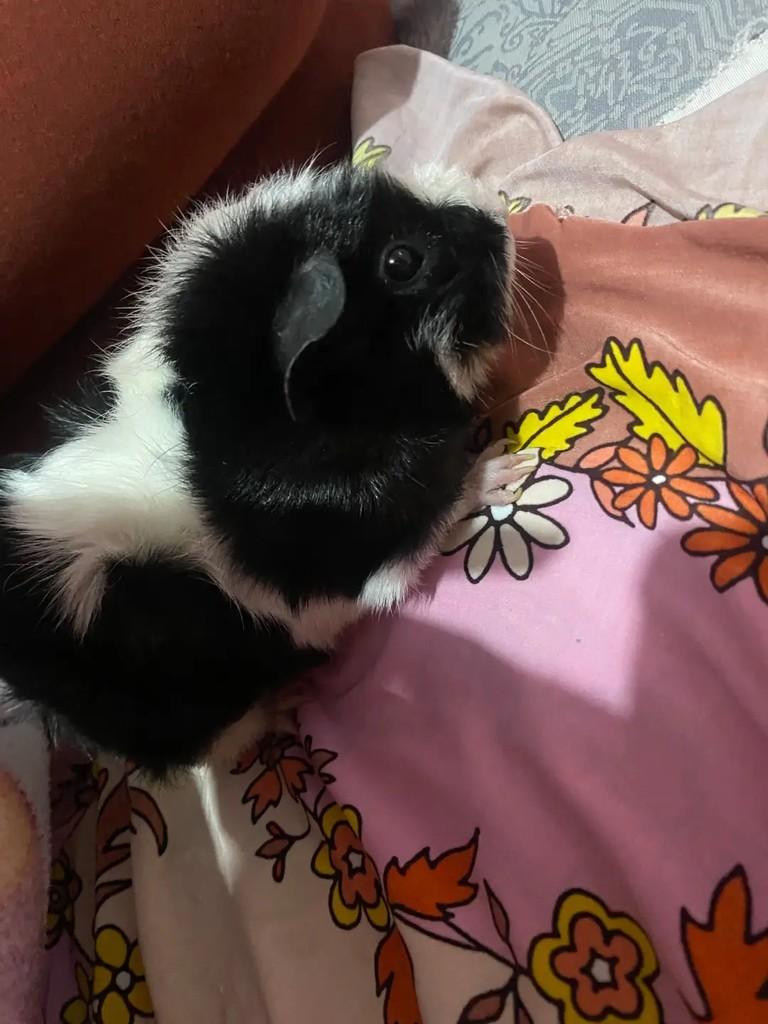 Jade, gata de porte pequeno para adoção em Suzano - SP