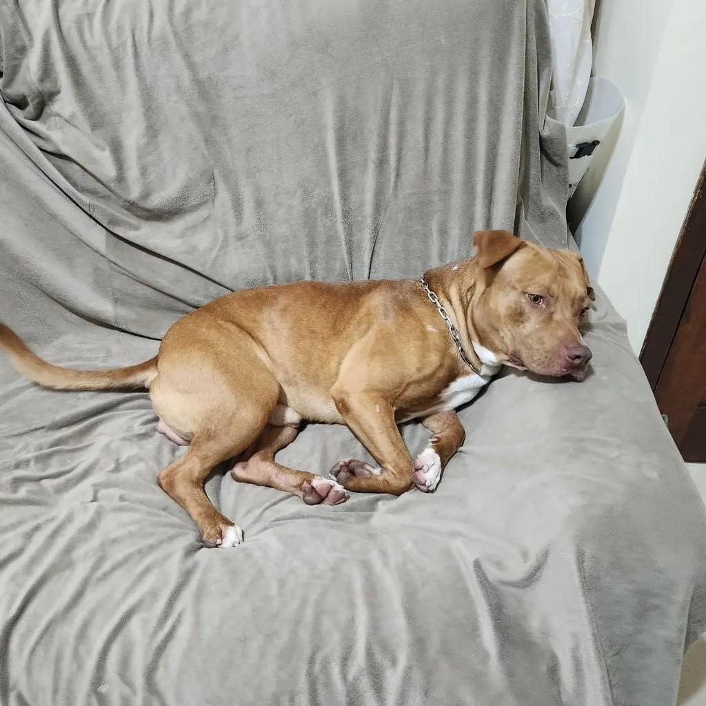 Braddock, cachorro de porte médio para adoção em Suzano - SP