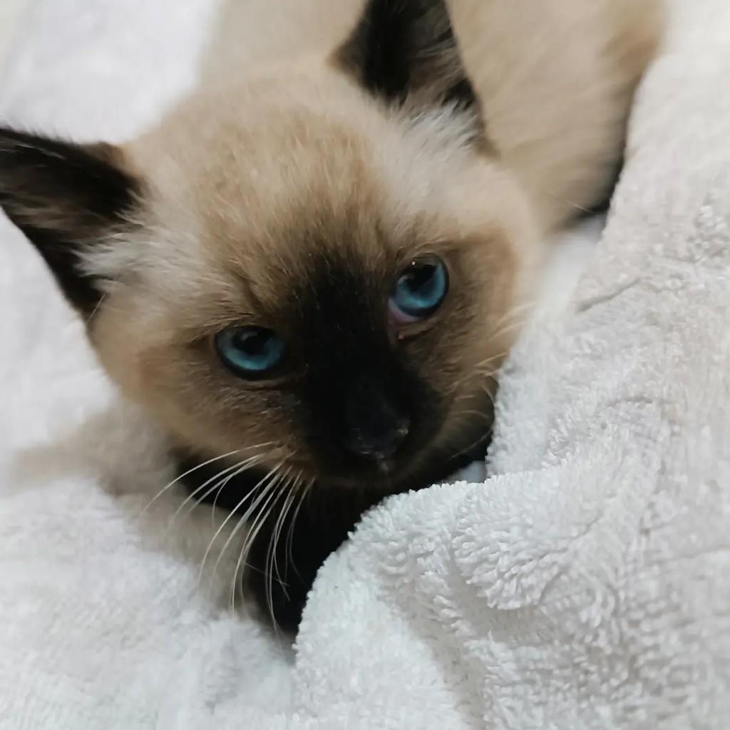 Estelinha, gata de porte pequeno para adoção em Poá - SP