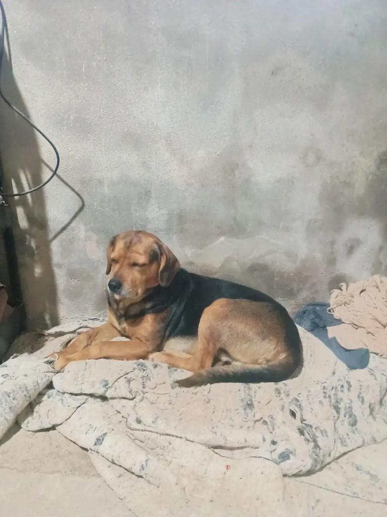 Ralf, cachorro de porte médio para adoção em Suzano - SP