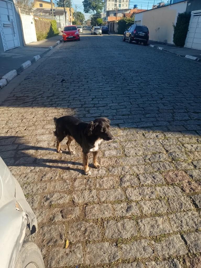 Conrado, cachorro de porte médio para adoção em Suzano - SP