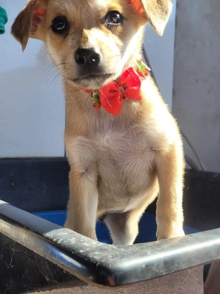 Nina, cadela de porte pequeno para adoção em Suzano - SP