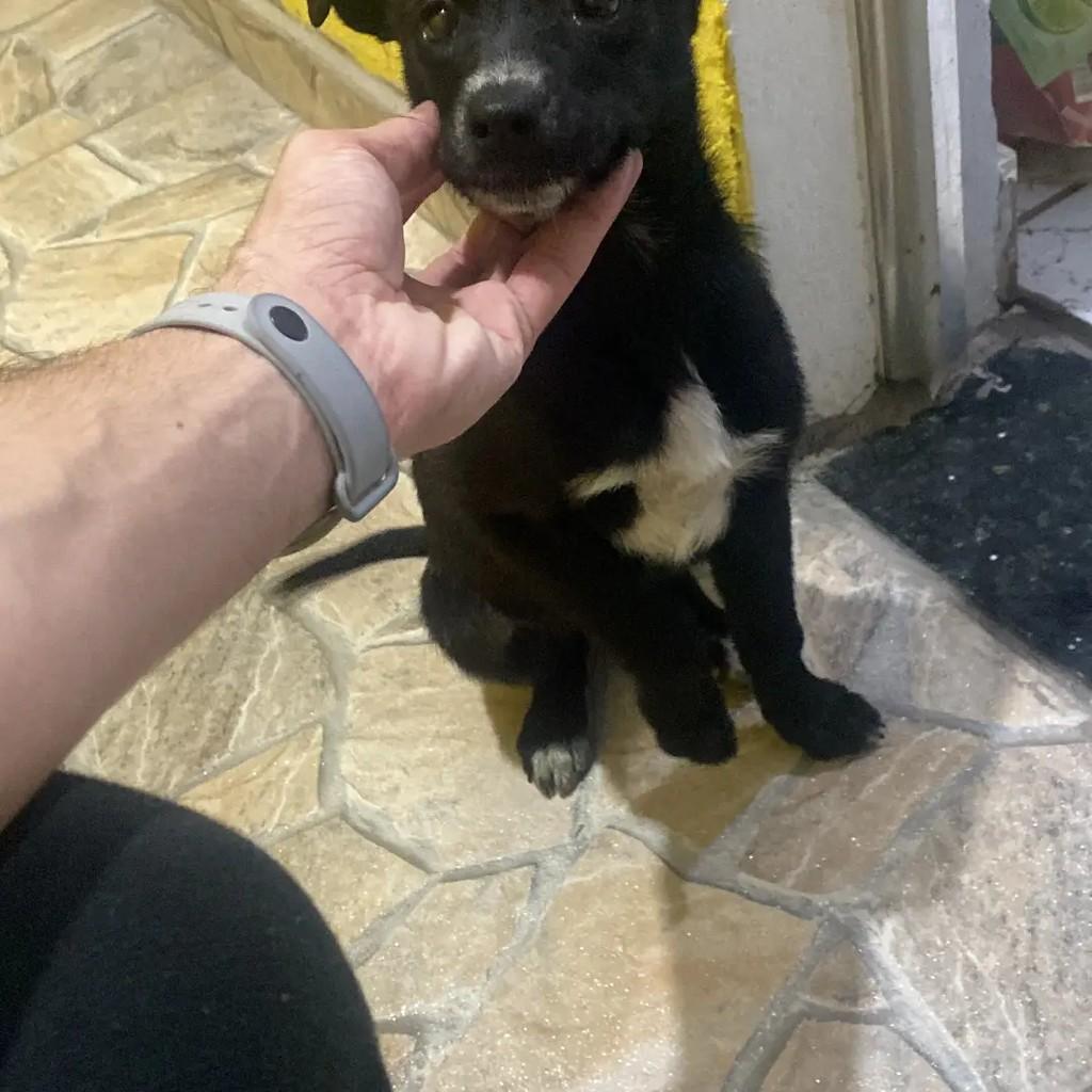 Ela não tem nome, foi encontrada na rua, cadela de porte pequeno para adoção em Suzano - SP