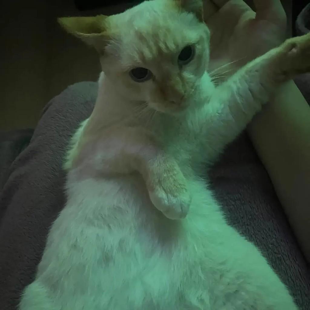 Paçoca, gato de porte pequeno para adoção em Suzano - SP