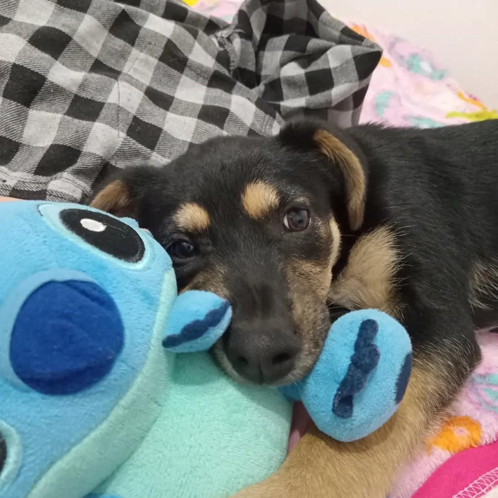 Judite, cadela de porte pequeno para adoção em Suzano - SP