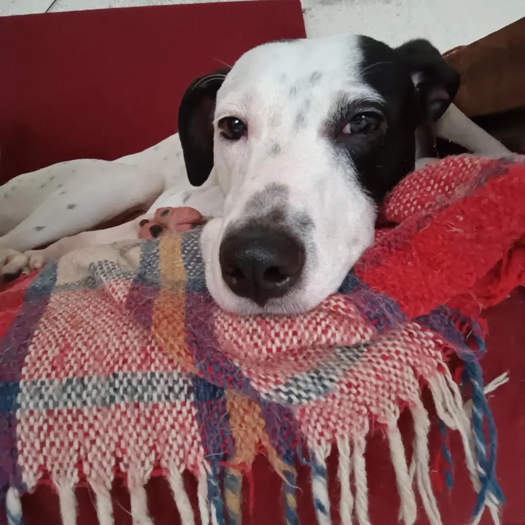 Osvaldo, cachorro de porte grande para adoção em Suzano - SP