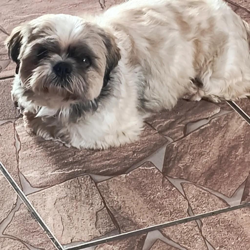 Theo, cachorro de porte pequeno para adoção em Suzano - SP