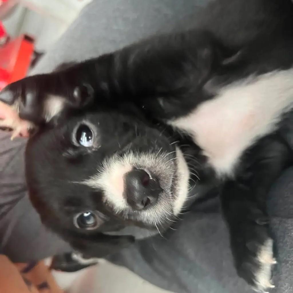 Soluço, cachorro de porte pequeno para adoção em Suzano - SP