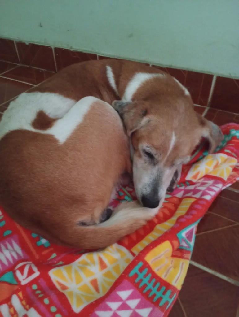 Minnie, cadela de porte pequeno para adoção em Itaquaquecetuba - SP