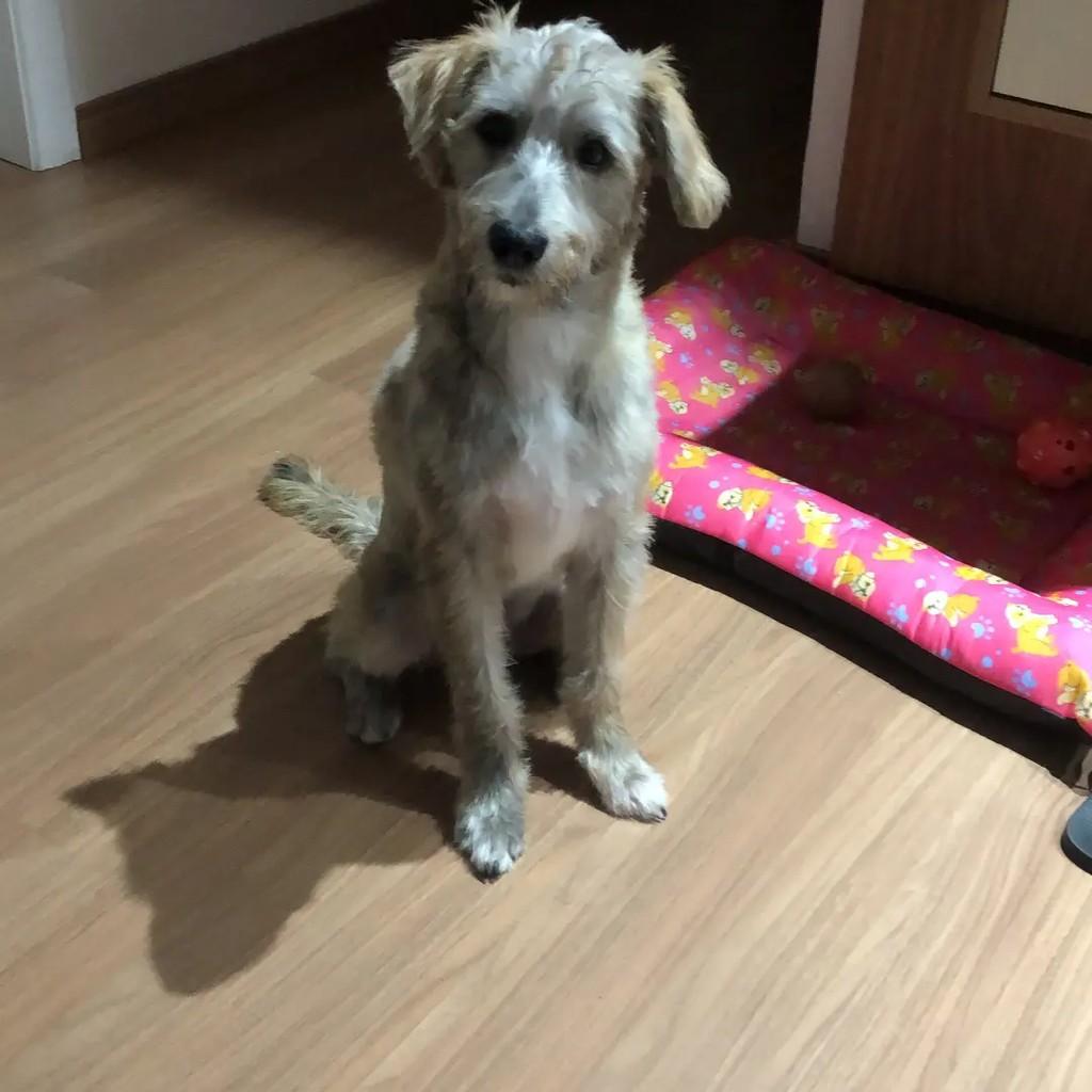 Amendoim, cachorro de porte médio para adoção em Suzano - SP
