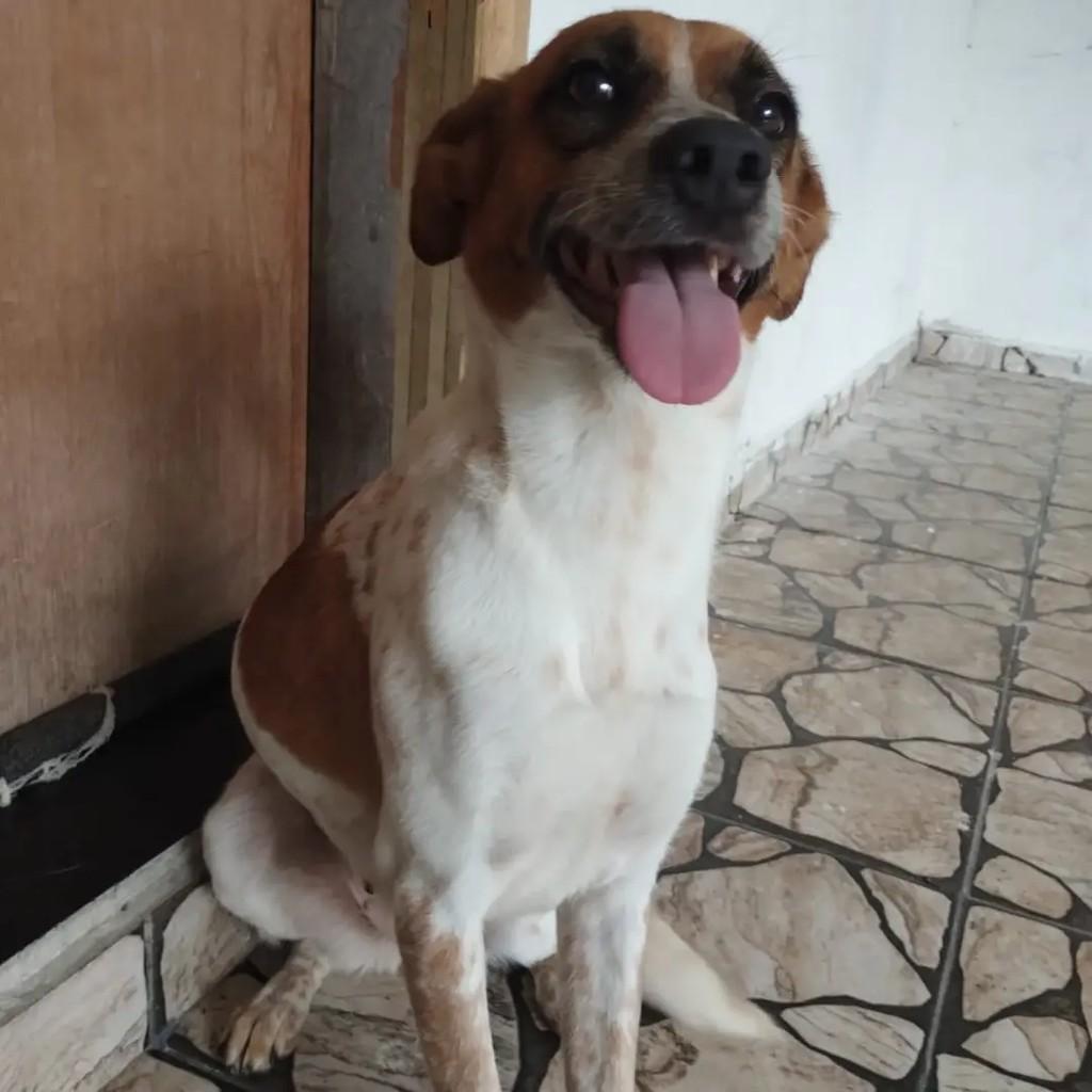 Chloe, cadela de porte médio para adoção em Suzano - SP