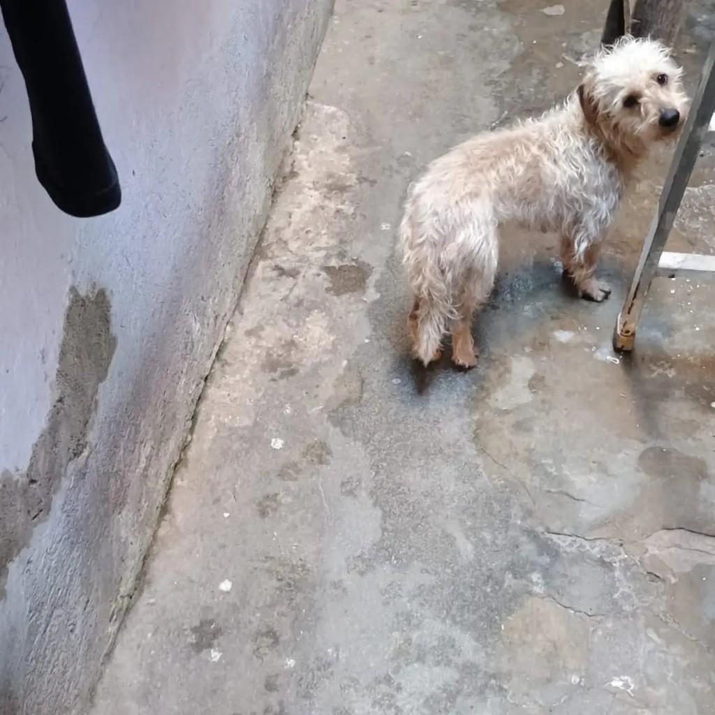 Amora, cadela de porte pequeno para adoção em Suzano - SP