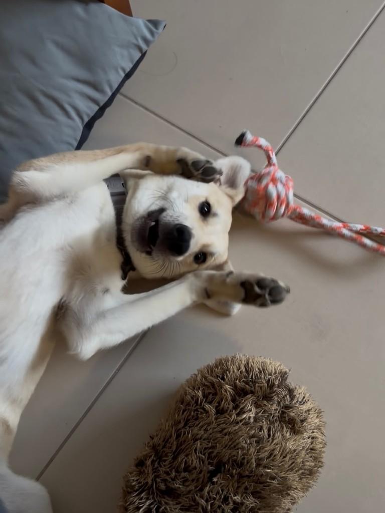 Zeca, cachorro de porte pequeno para adoção em Cariacica - ES