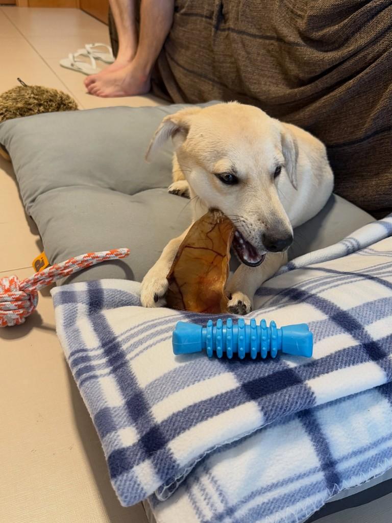 Zeca, cachorro de porte pequeno para adoção em Cariacica - ES — foto 5 de 8