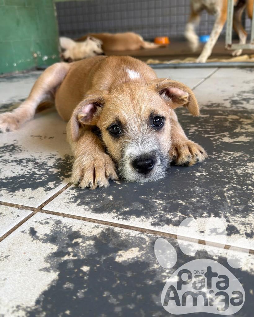 Domingos, cachorro de porte pequeno para adoção em Cariacica - ES