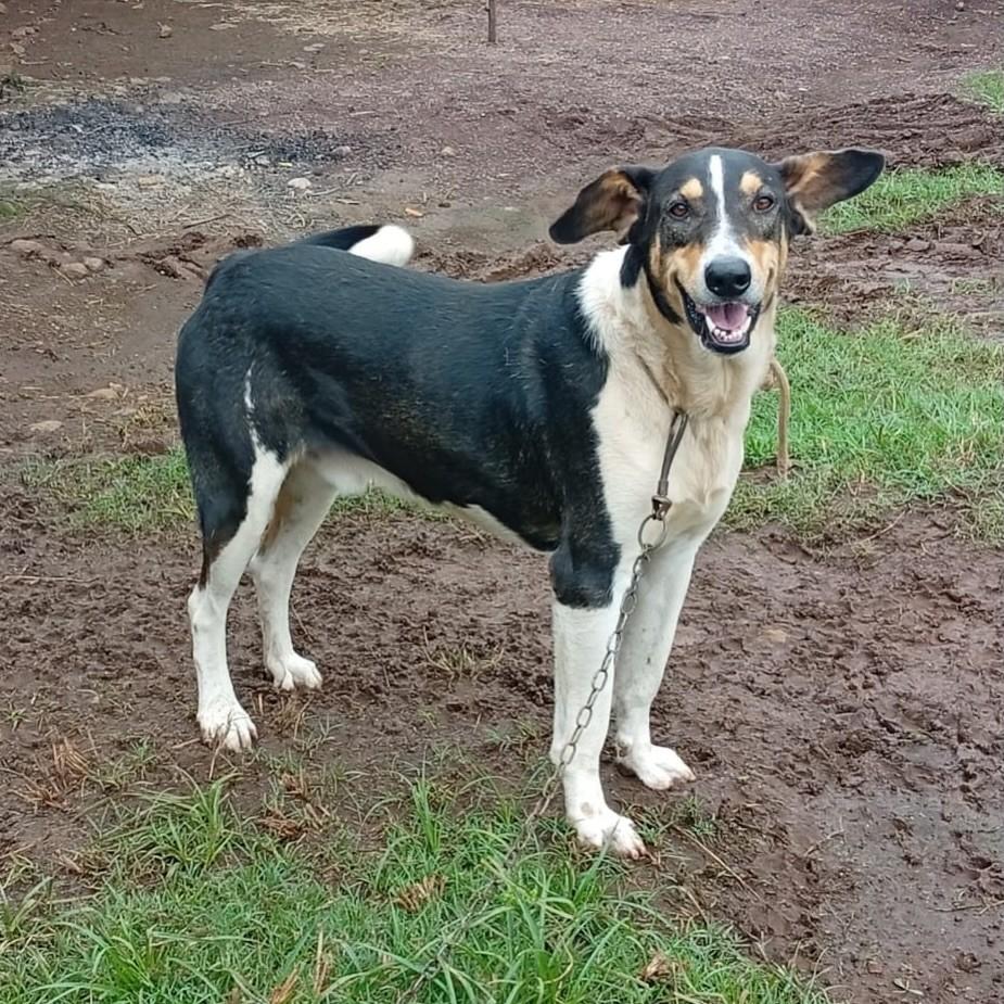 Rez, cachorro de porte médio para adoção em Cândido Godói - RS