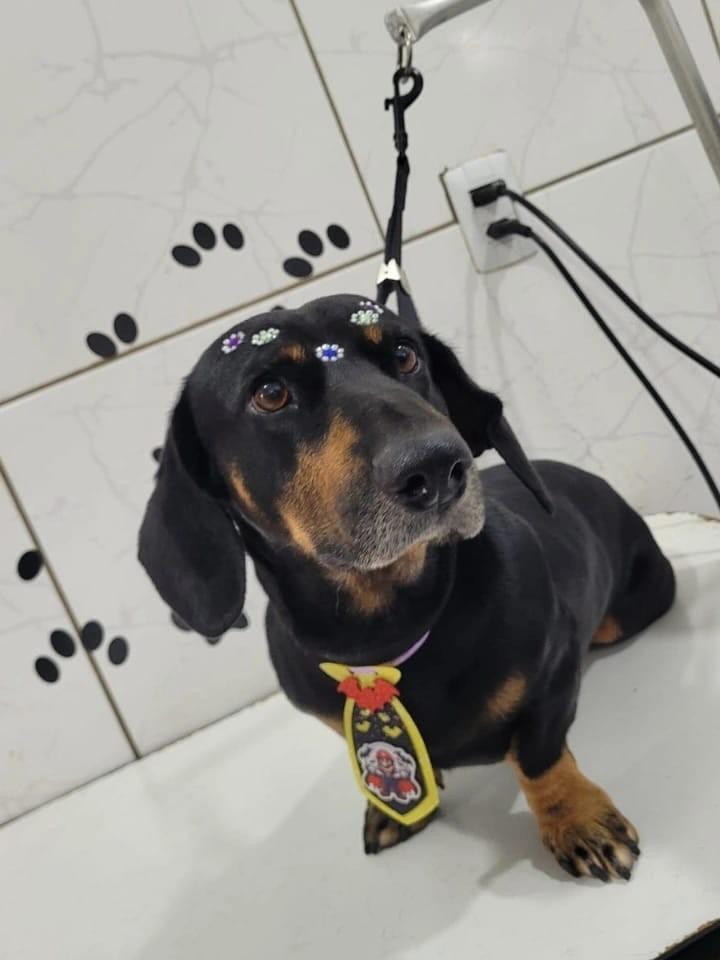 Toby, cachorro de porte médio para adoção em Cândido Godói - RS