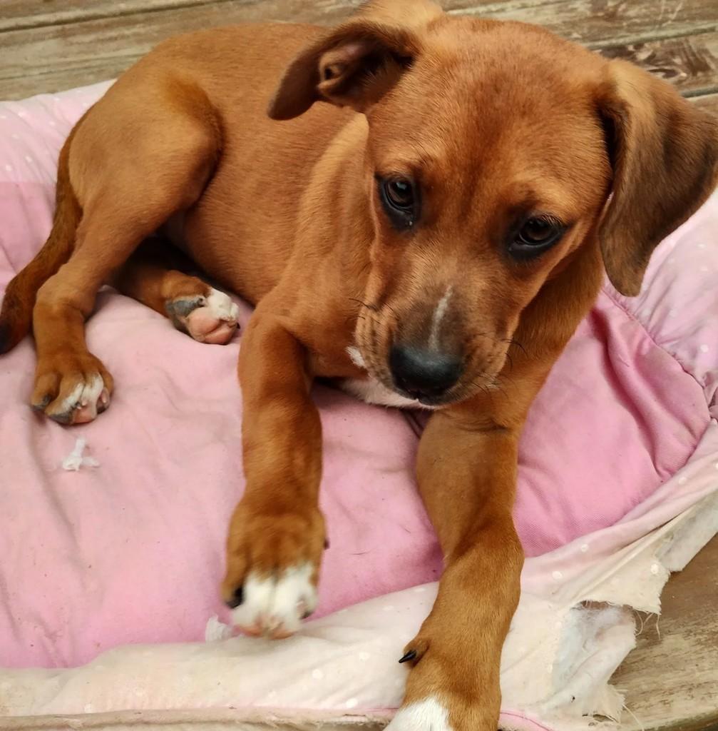Jade, cachorro de porte pequeno para adoção em Bento Gonçalves - RS