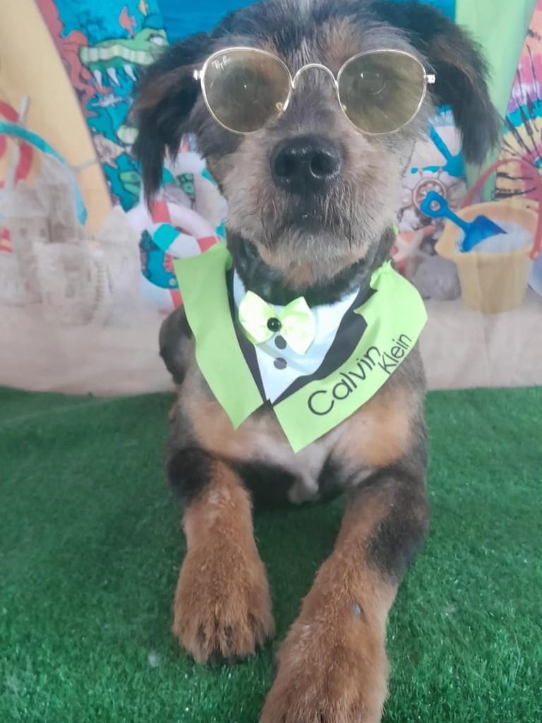 Lindo, cachorro de porte médio para adoção em Bento Gonçalves - RS