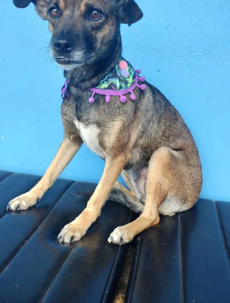 Guria, cadela de porte pequeno para adoção em Bento Gonçalves - RS
