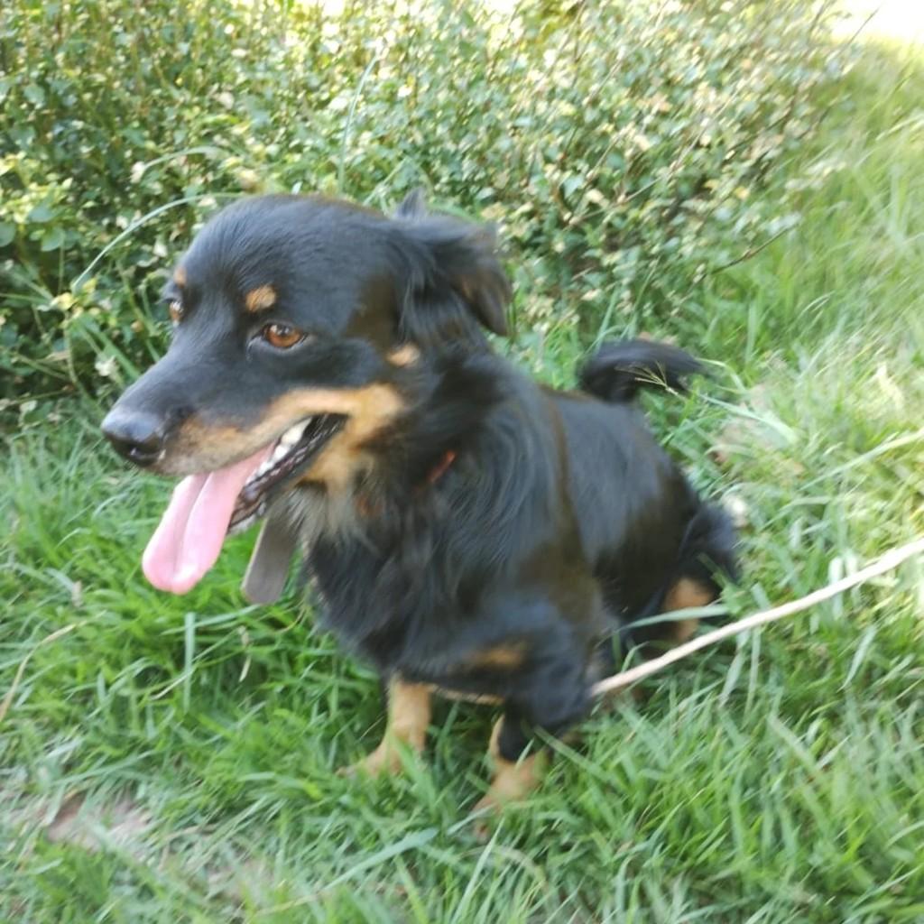 Lucky, cachorro de porte pequeno para adoção em Bento Gonçalves - RS