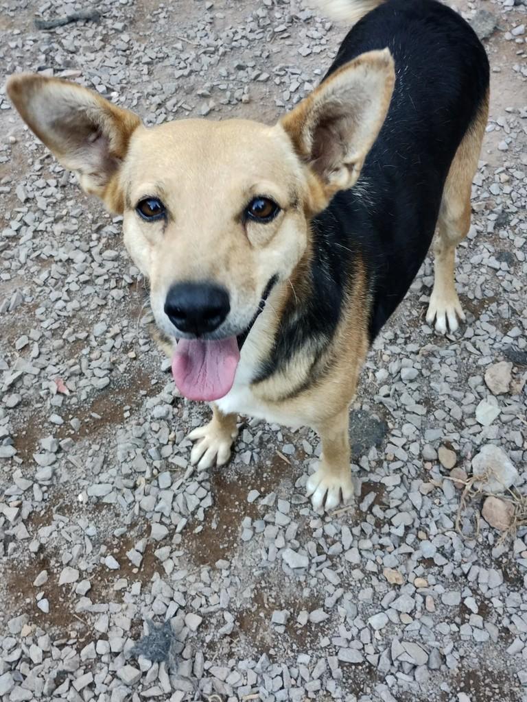 Duquesa, cachorro de porte médio para adoção em Bento Gonçalves - RS