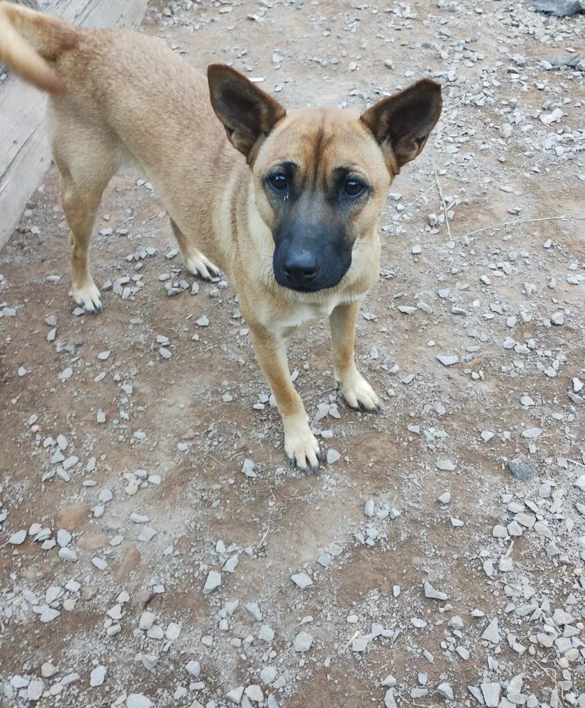 Shira, cachorro de porte médio para adoção em Bento Gonçalves - RS
