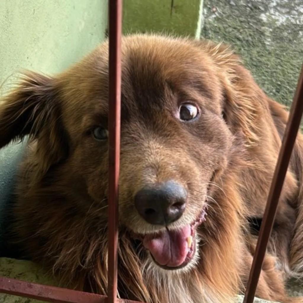 Jeike, cachorro de porte médio para adoção em Bento Gonçalves - RS