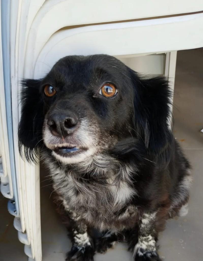 Princesa, cachorro de porte pequeno para adoção em Bento Gonçalves - RS