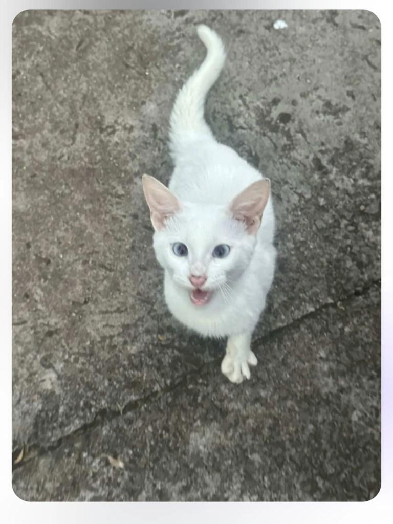 Helen, gato de porte pequeno para adoção em Bento Gonçalves - RS