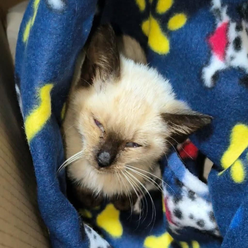 Maia, gato de porte pequeno para adoção em Bento Gonçalves - RS
