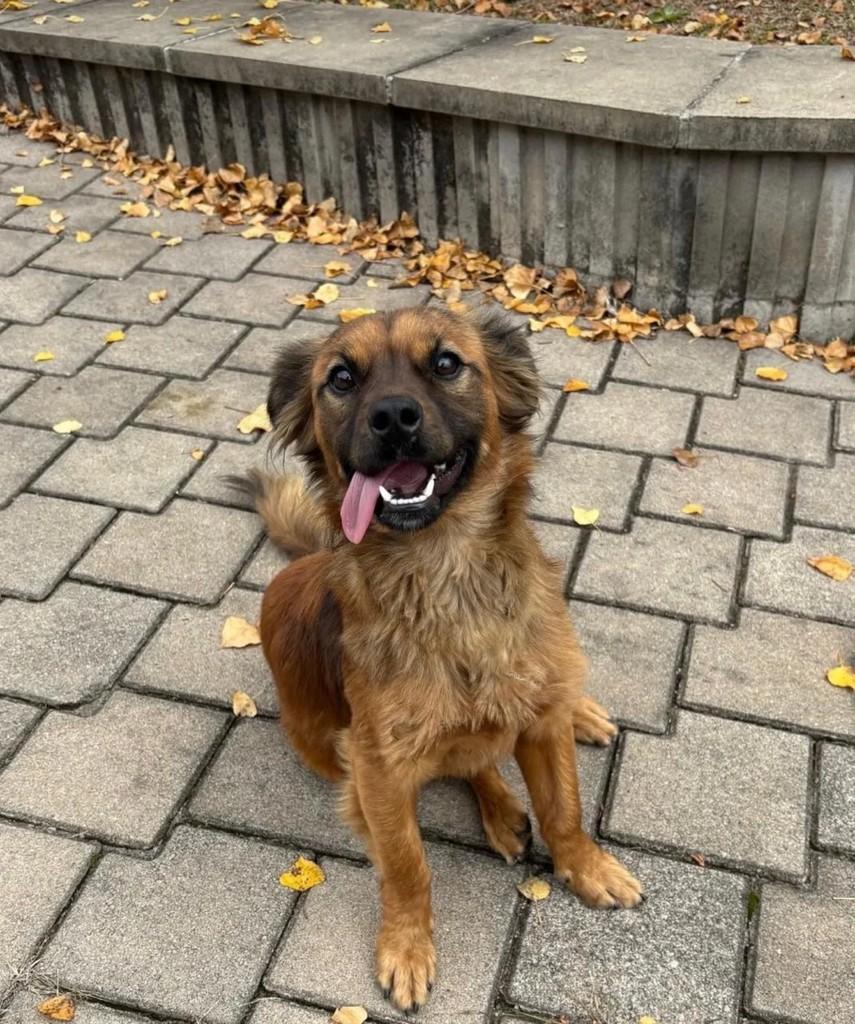 Doguinho, cachorro de porte médio para adoção em Bento Gonçalves - RS