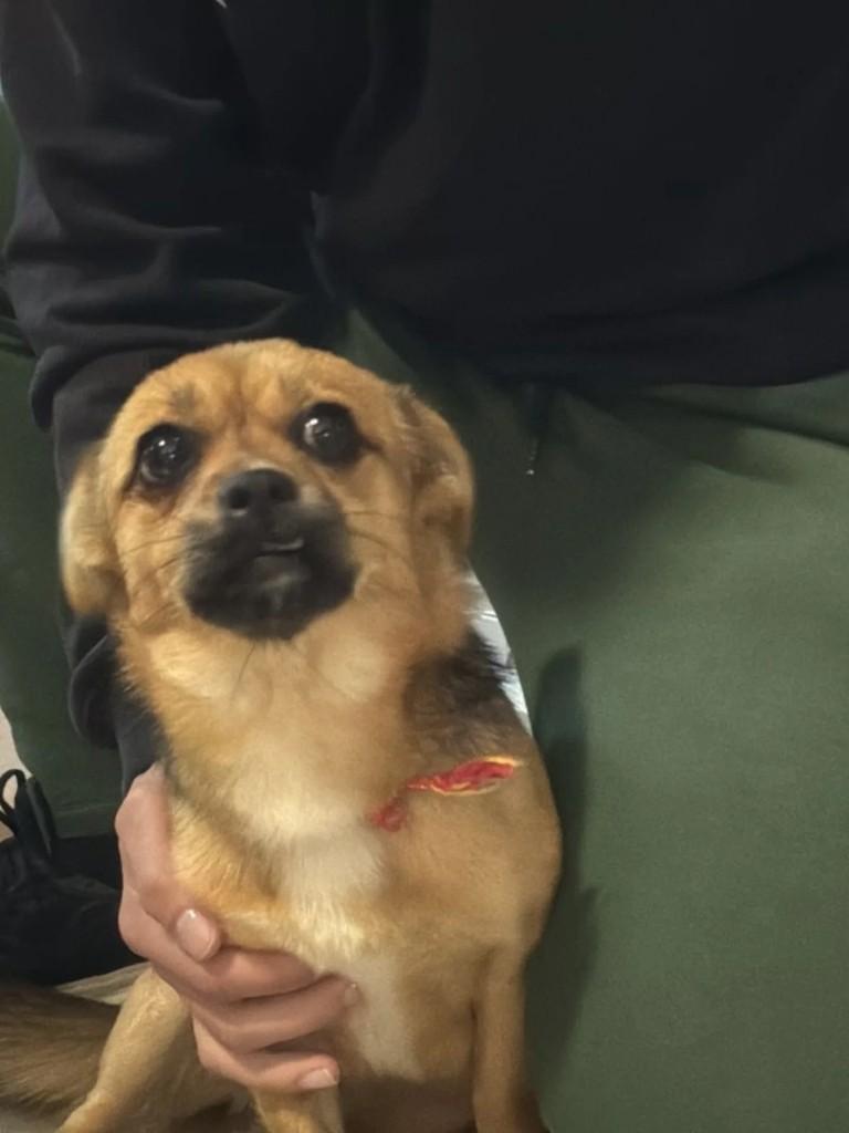 Pequerrucha, cachorro de porte pequeno para adoção em Bento Gonçalves - RS