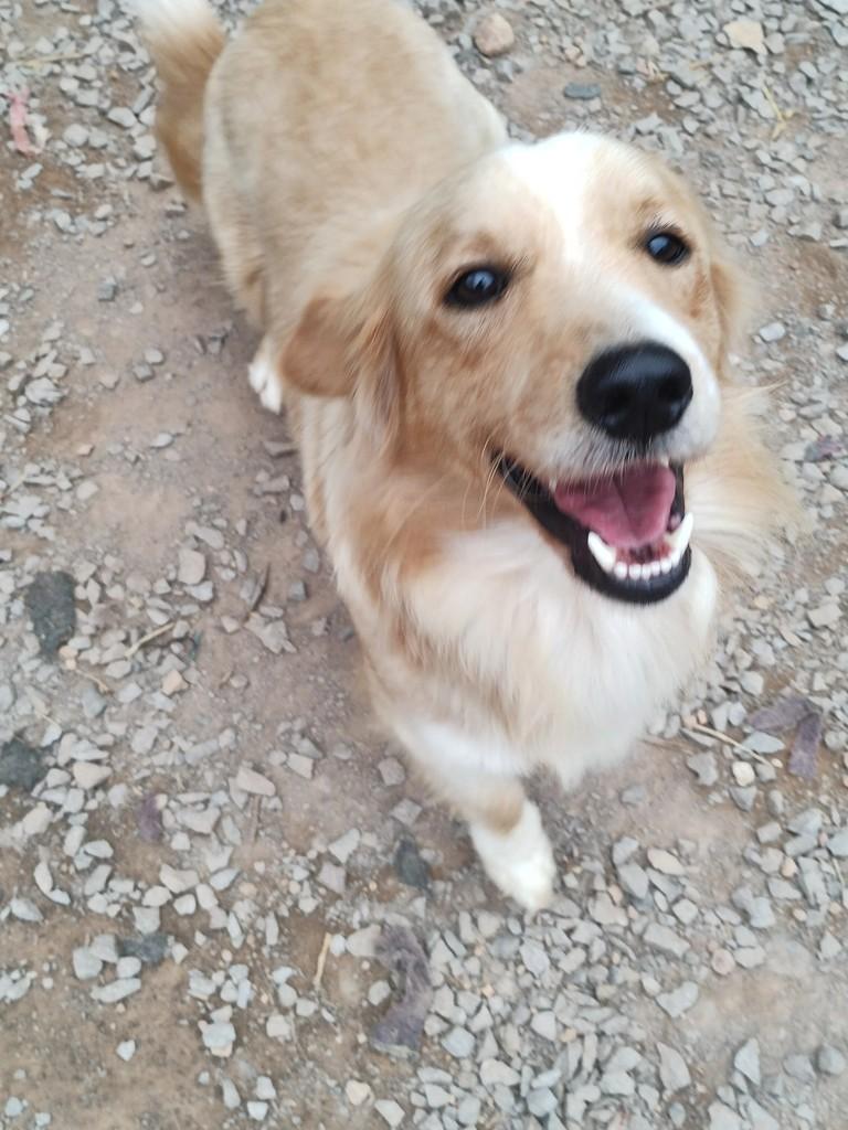 Marley, cachorro de porte médio para adoção em Bento Gonçalves - RS