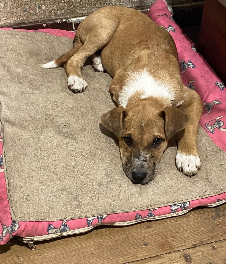 Bento, cachorro de porte grande para adoção em Bento Gonçalves - RS