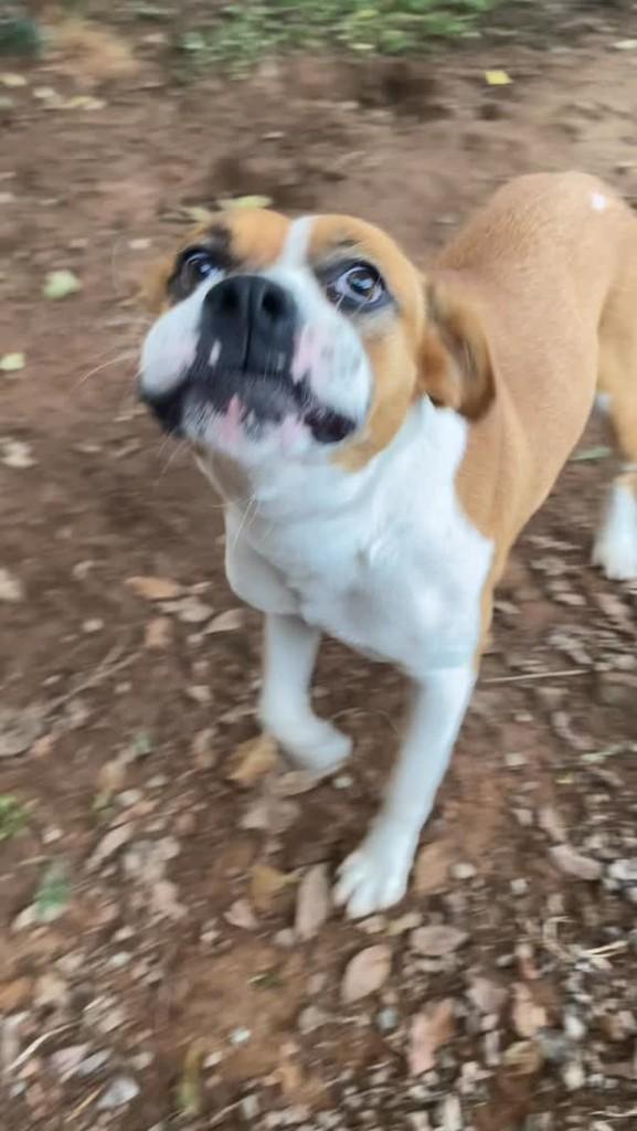 Dora, cadela de porte grande para adoção em Bento Gonçalves - RS