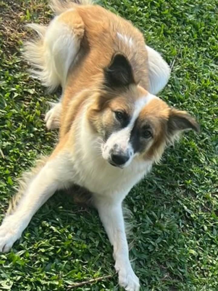 Mel, cadela de porte médio para adoção em Bento Gonçalves - RS