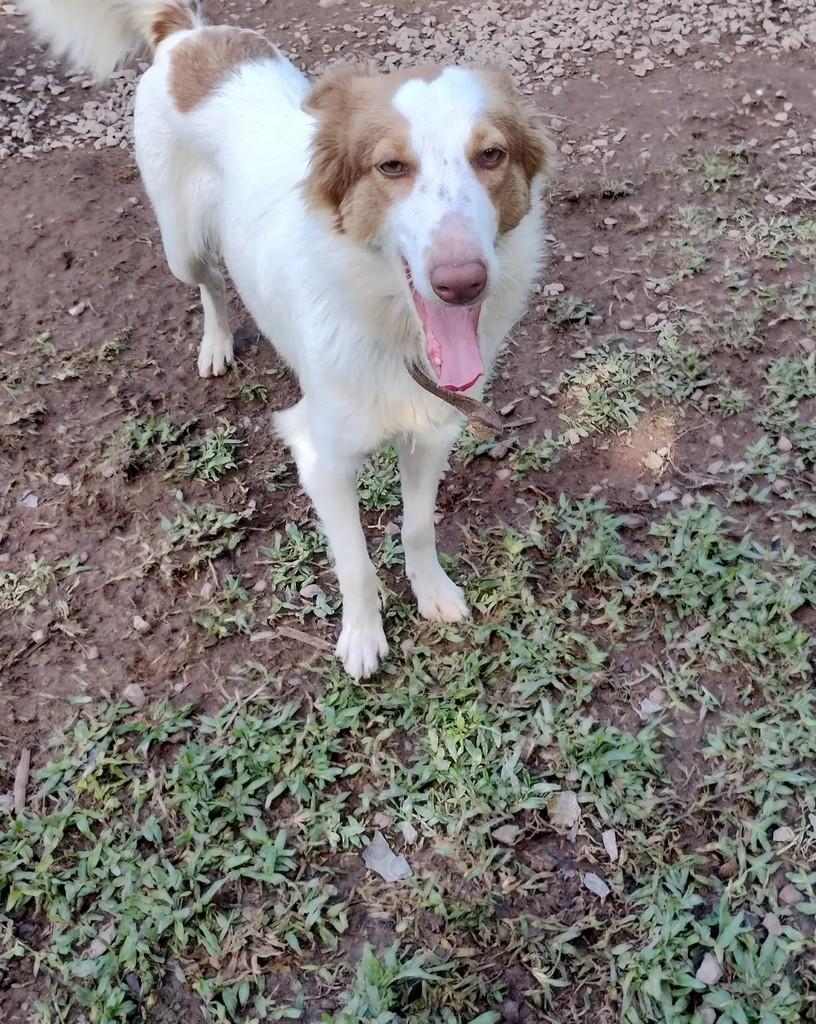 Lady, cachorro de porte médio para adoção em Bento Gonçalves - RS