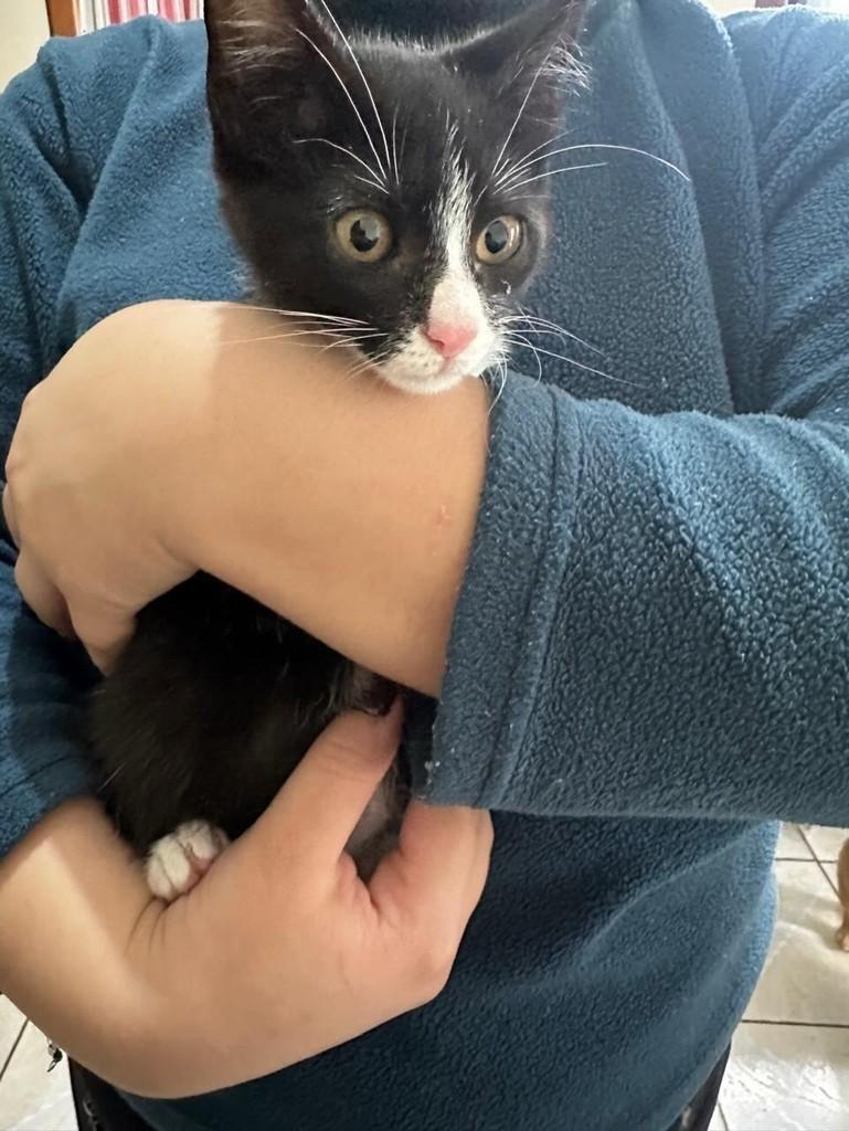 🆘gatinho Macho Para Adoção Responsável Urgente, gato de porte pequeno para adoção em Bento Gonçalves - RS