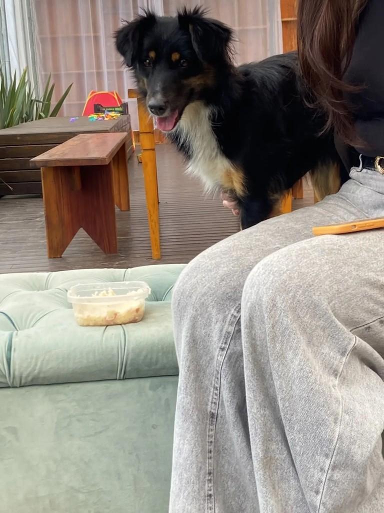 Cachorrinha, cadela de porte pequeno para adoção em Bento Gonçalves - RS