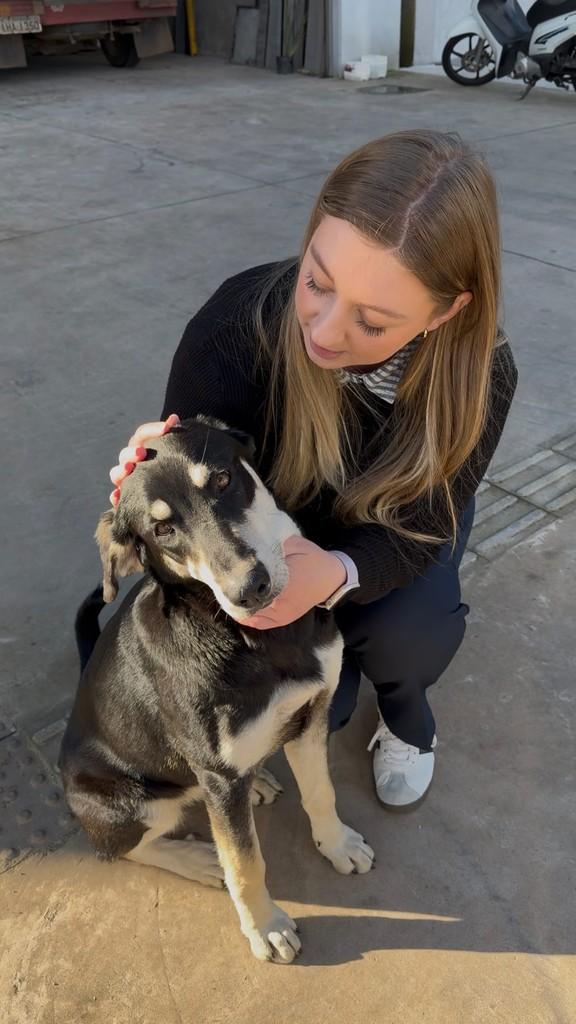 Preta, cachorro de porte médio para adoção em Bento Gonçalves - RS