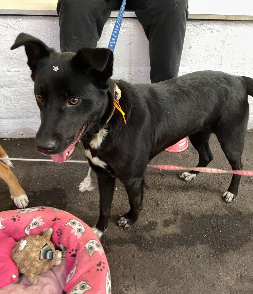 Amora, cachorro de porte grande para adoção em Bento Gonçalves - RS