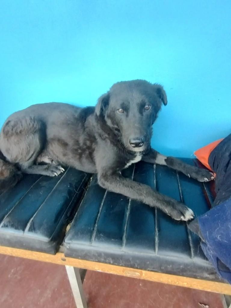 Kinder, cadela de porte médio para adoção em Bento Gonçalves - RS