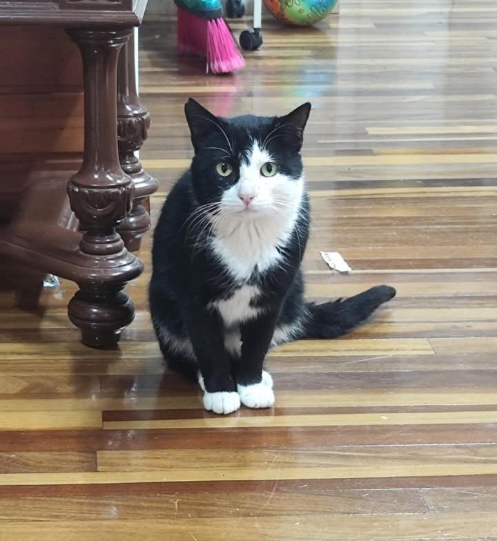 Eulália, gato de porte médio para adoção em Bento Gonçalves - RS