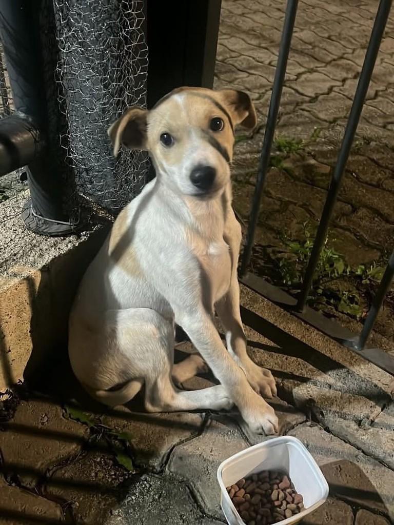 Borgo, cachorro de porte pequeno para adoção em Bento Gonçalves - RS