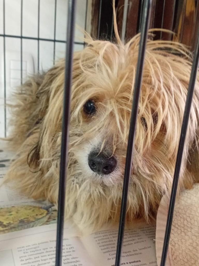 Tom, cachorro de porte médio para adoção em Bento Gonçalves - RS